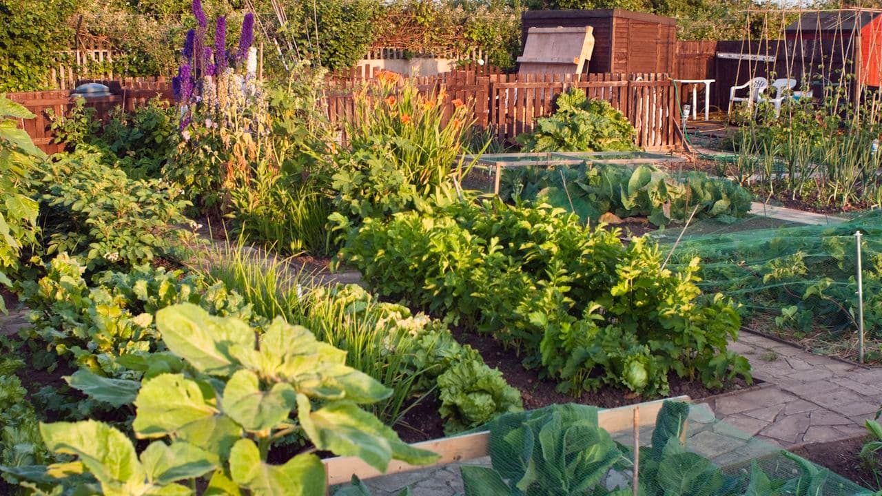 This 1-Minute Retro Milk Trick Can Help Stop Powdery Mildew in the Garden – But There's a Catch