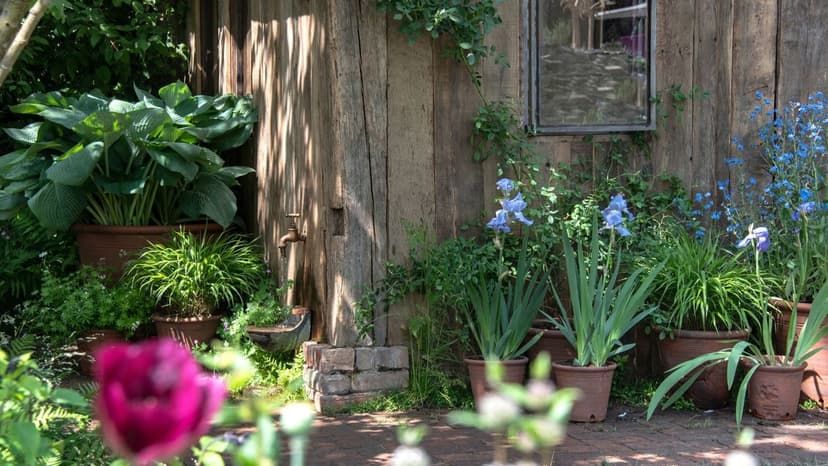 How to Water Container Plants in June Without Needing to Water Every Day – and Keep Them Thriving