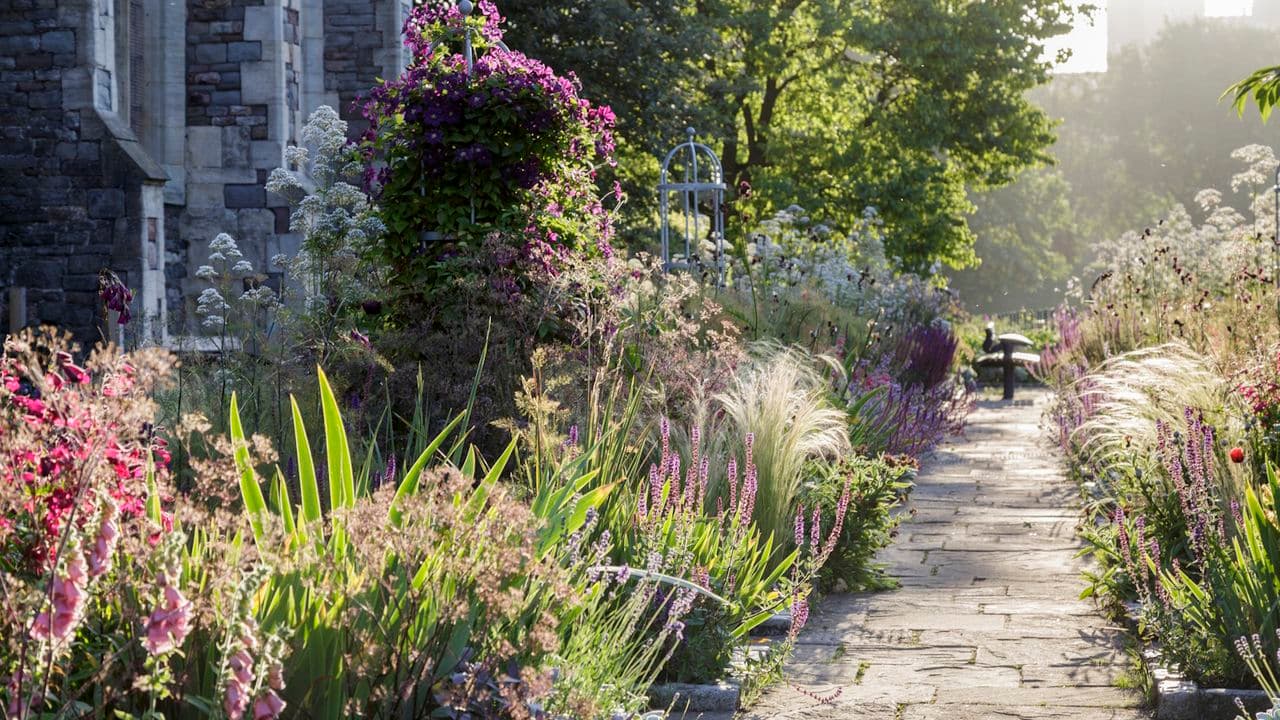What to Actually Do With Your Salvias in June to Keep Them Flowering All Summer Long