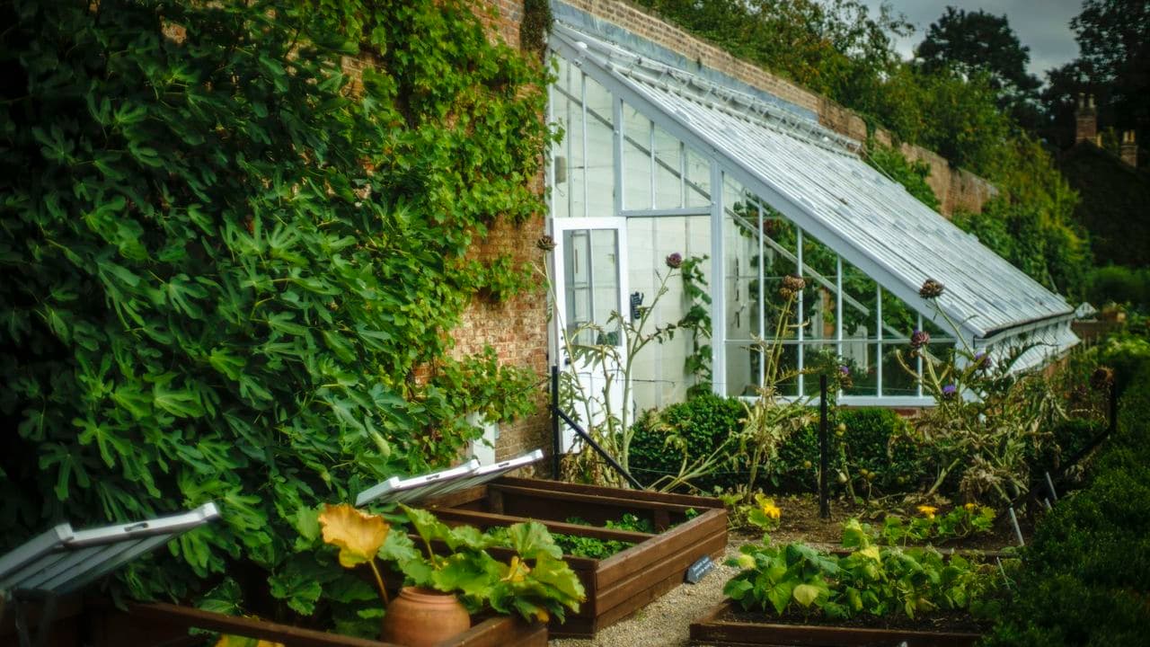 Don't Forget Second-Wave Planting This Month – What to Sow for a Sequel of Veg, Herbs and Flowers