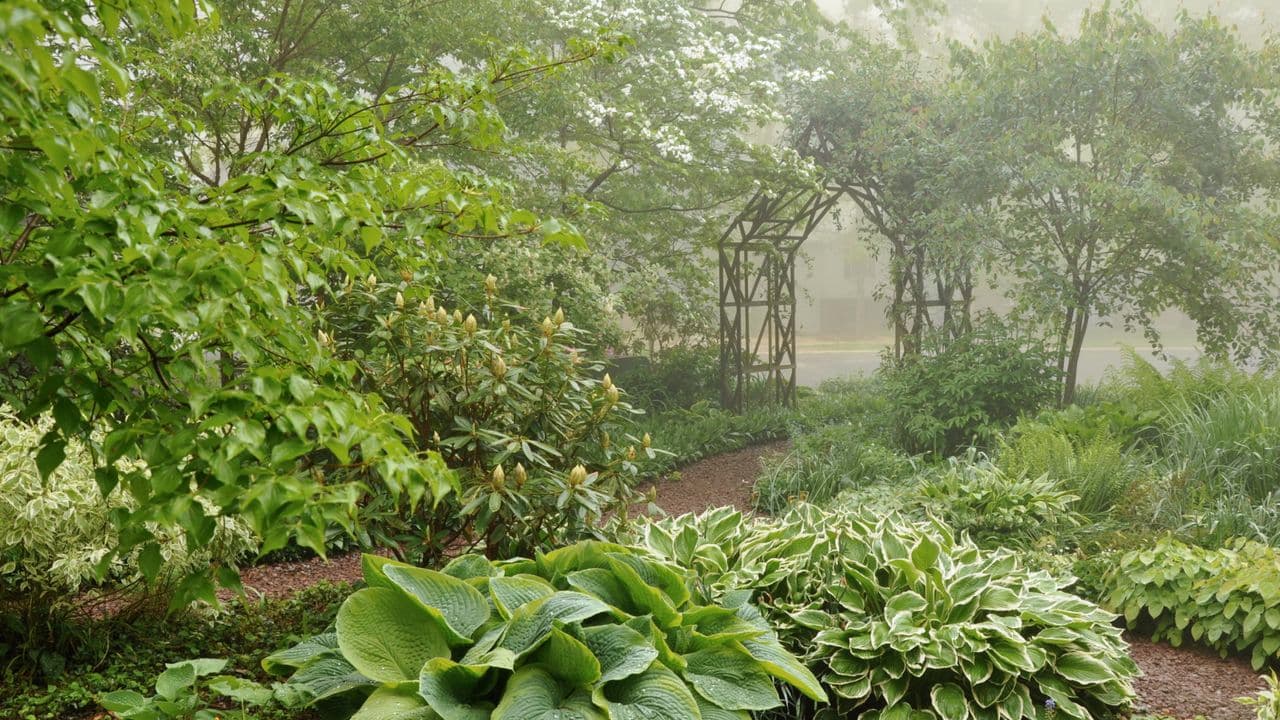 Shade-Friendly Plants That Attract Pollinators – Perfect for Bringing Wildlife to Darker Corners of Your Yard