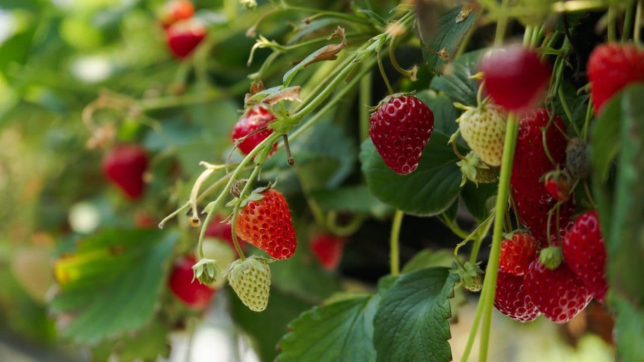 I Used To Love My Garden Birds, Until They Ate All My Strawberries – Thankfully This Cloche is The Eco-Friendly Solution I've Been Searching For