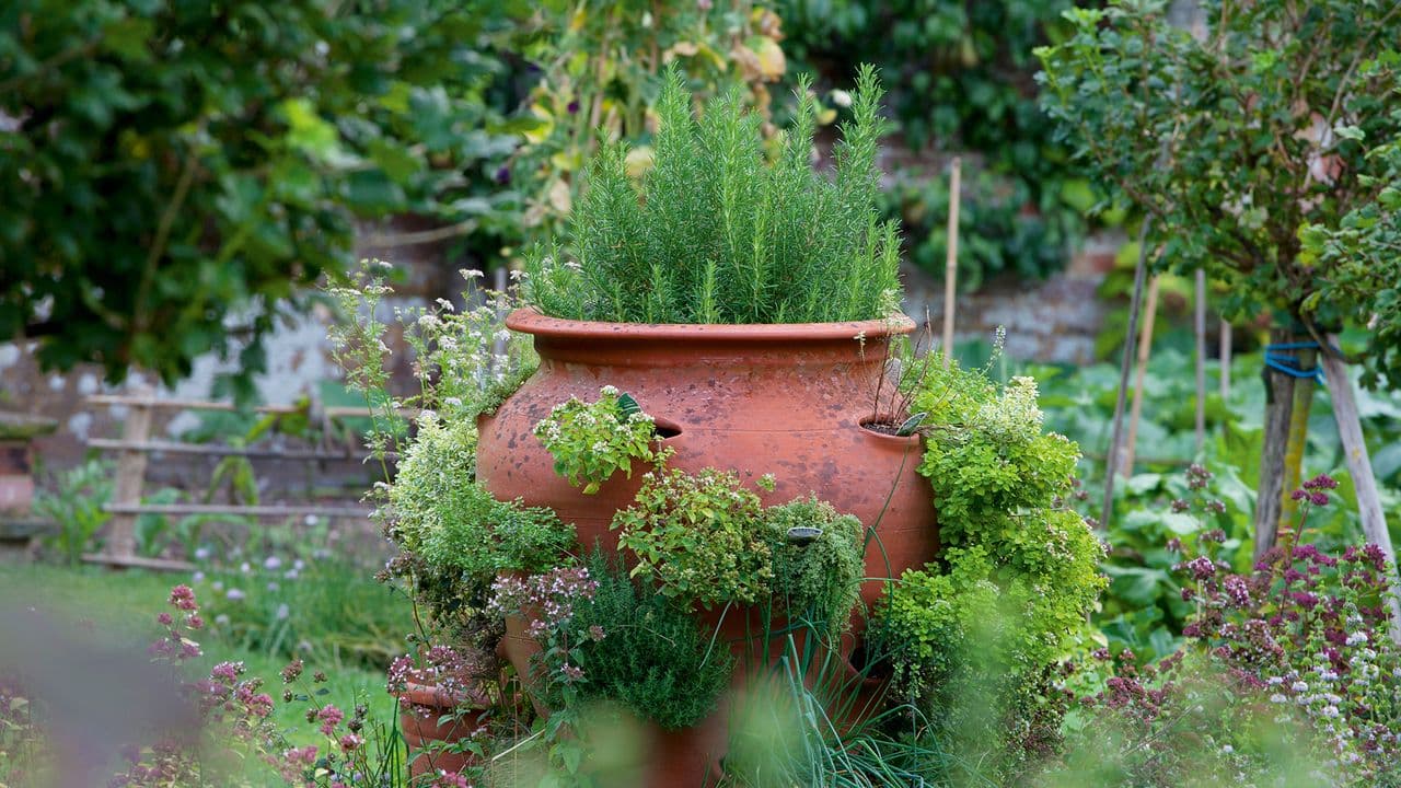 A Container Cocktail Garden Is the Secret to Fresh Summer Garnishes – 3 Easy Combinations to Try in Small Gardens and Patios