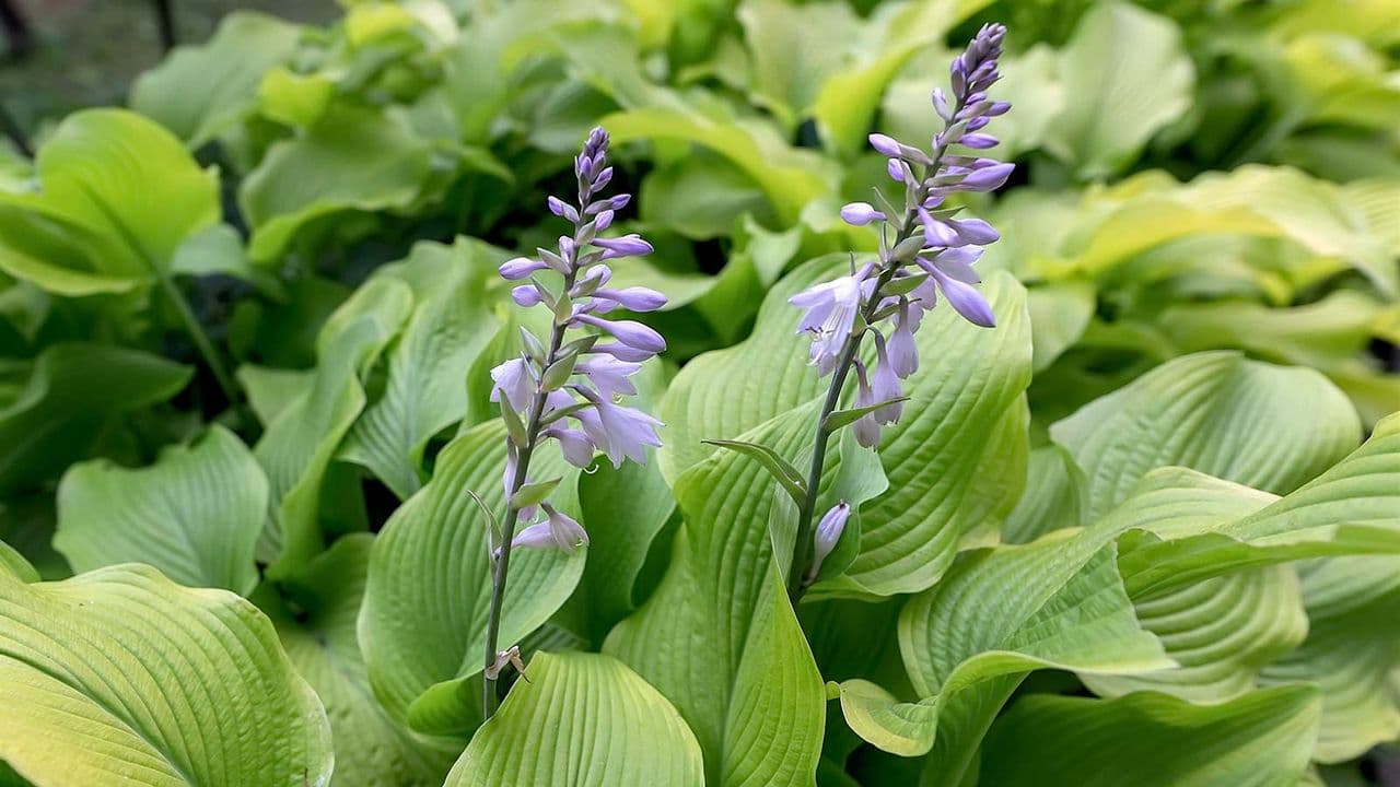 7 Container Plants That Thrive in North-Facing Gardens – And Bring Color to Shady Spots