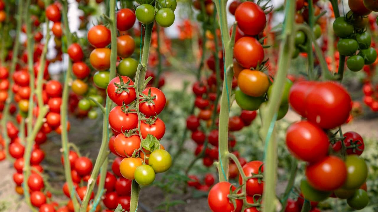Ever Tried Growing Tomatoes Upside Down? Here's Why This Budget-Friendly Method Is a Game-Changer for Small Spaces
