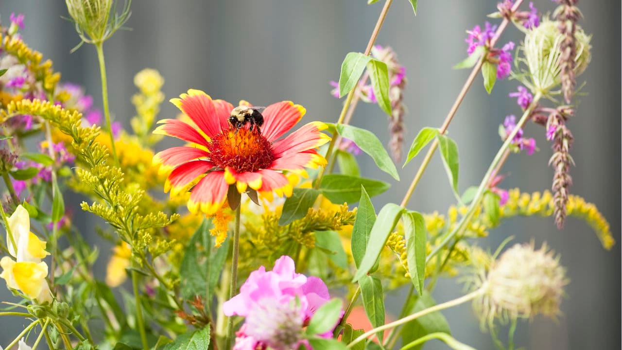 3 Things in Your Garden That Could Be Harming Bees and Butterflies – Fix Them Now for More Wildlife, Flowers and Summer Color