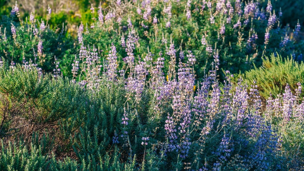 Plants That Are Quietly Increasing Fire Risk in American Gardens – And What To Choose Instead