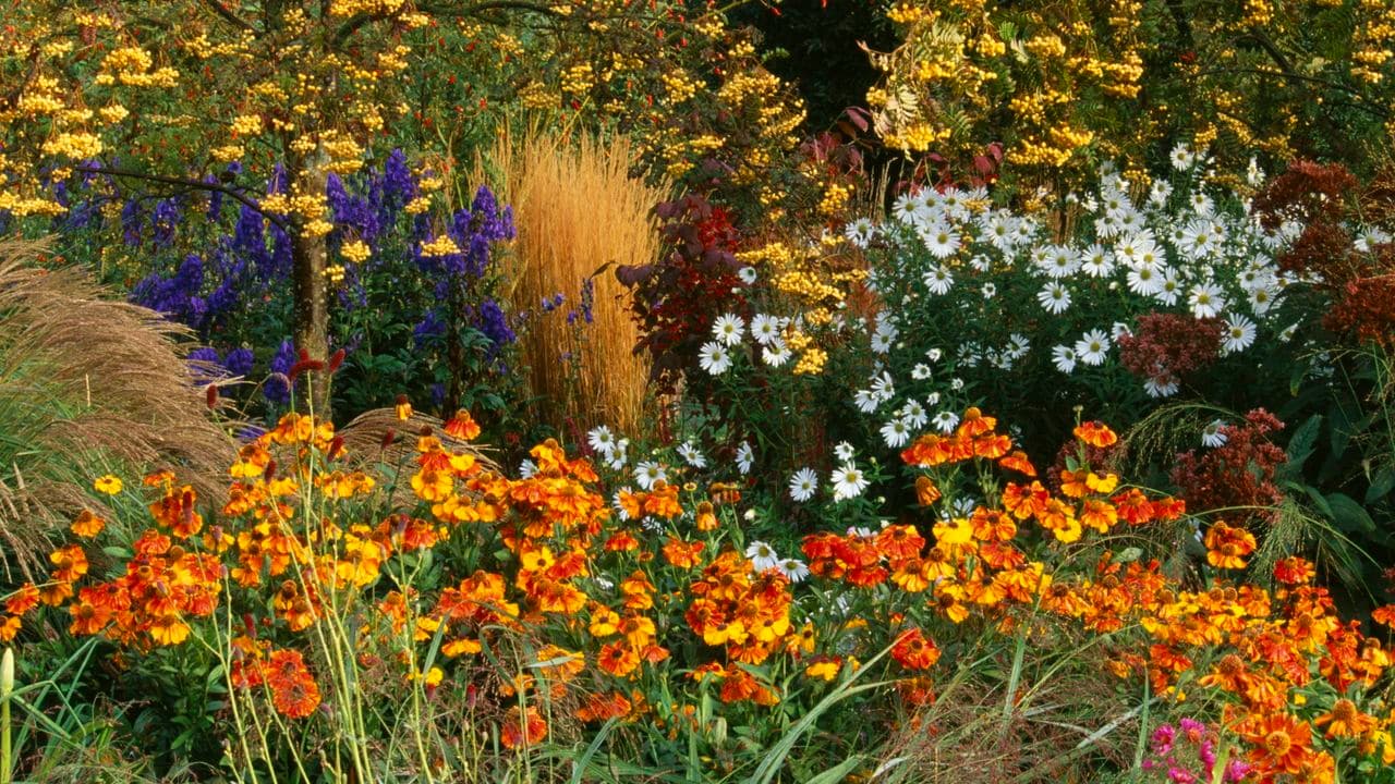 7 Plants to Pinch Out Now – This 5-Minute June Task Will Reward You With More Flowers All Summer