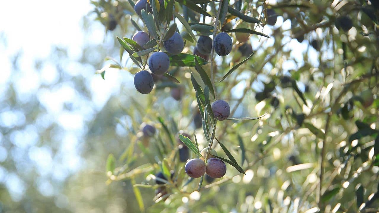 What To Do With An Olive Tree In June – 7 Steps For A Healthy Tree And Your Best Ever Harvest