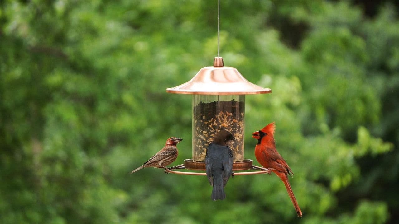 Bird Lovers Are Obsessed With This Smart Feeder Camera – It Identifies Every Species Visiting Your Yard and It's Just $66 for Prime Day