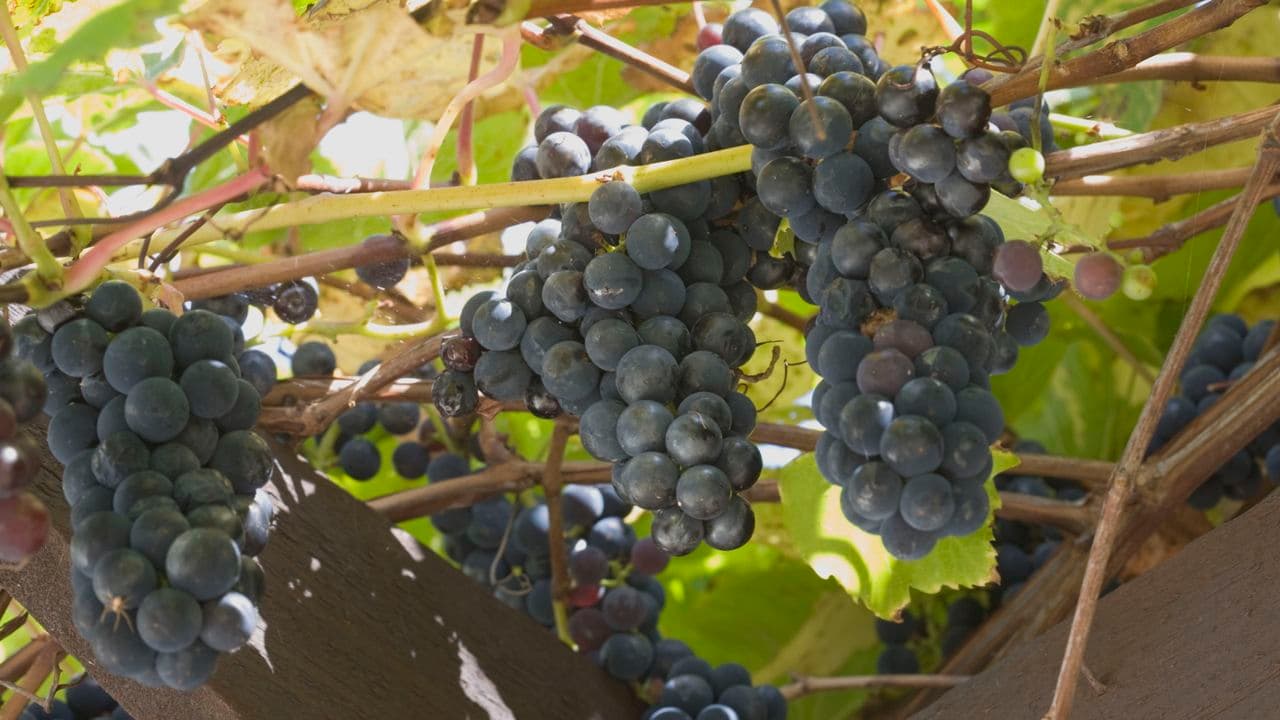 What To Do With a Grape Vine in June – 5 Tasks for the Finest, Sweetest Fruits