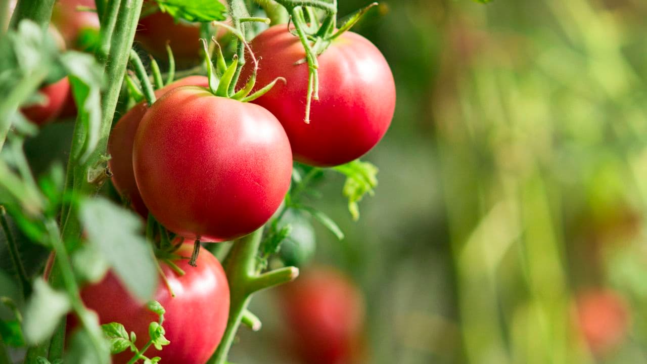 What to Do With Tomato Plants in June – 5 Early-Summer Jobs for a Bigger, Juicier Harvest