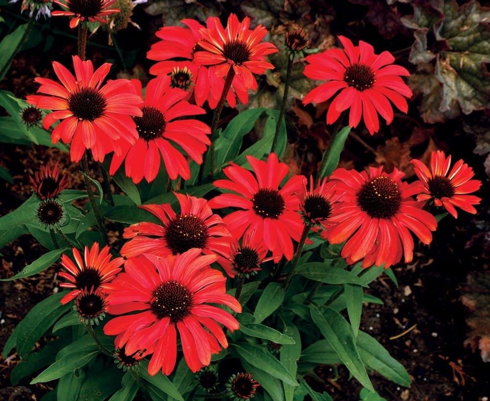 Rainbow Curb Appeal: Planting a Spectrum Garden With Native Perennials for Pride Month