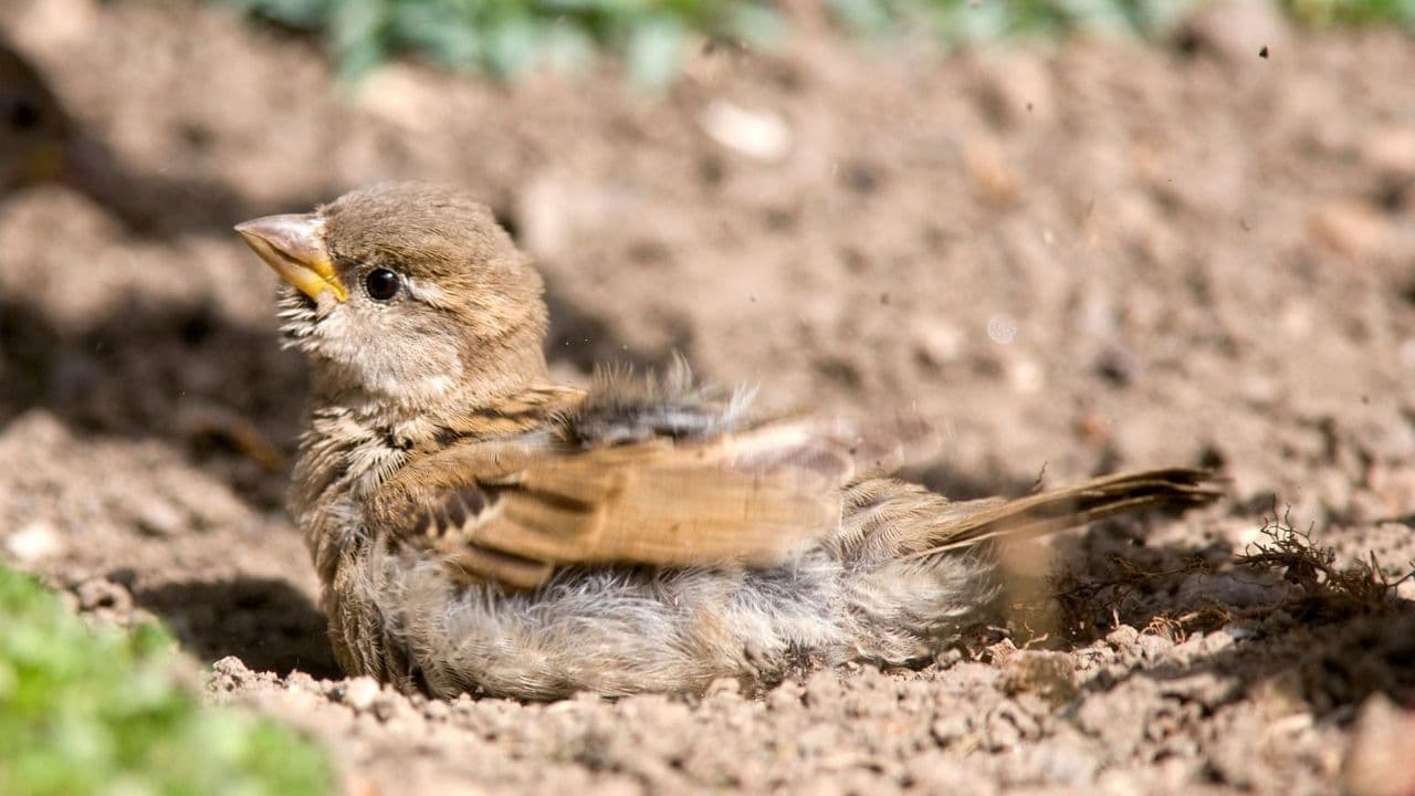 You Already Have a Bird Bath – Now Add the One Often Overlooked Feature That Helps Birds Truly Thrive
