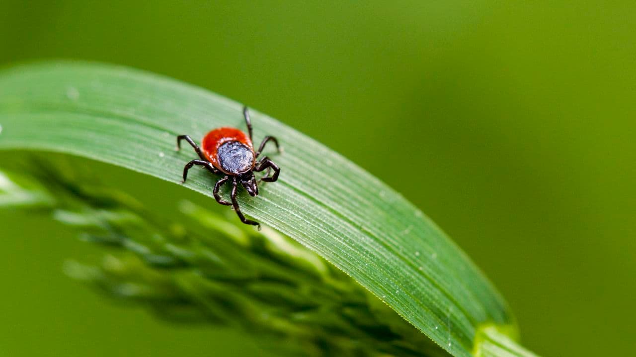 How to Prevent Ticks in Your Yard – 5 Expert-Approved Ways to Stop Them Moving In