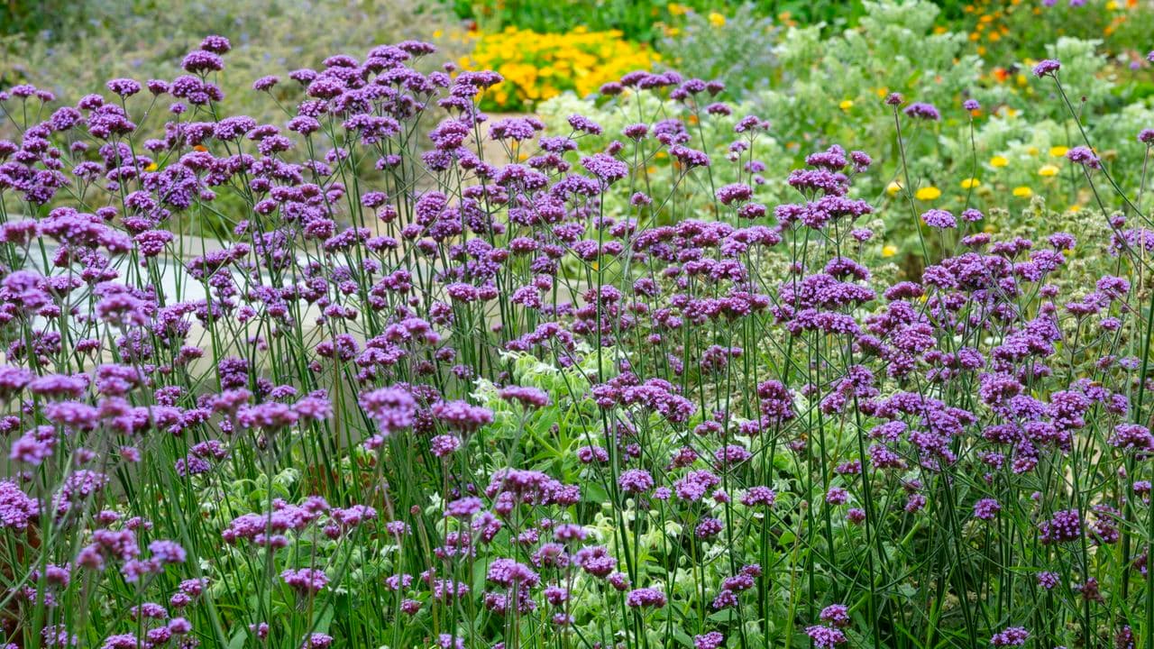 This Tall, Airy Container Plant Creates Elegant Privacy on a Balcony – and Pollinators Love It Too