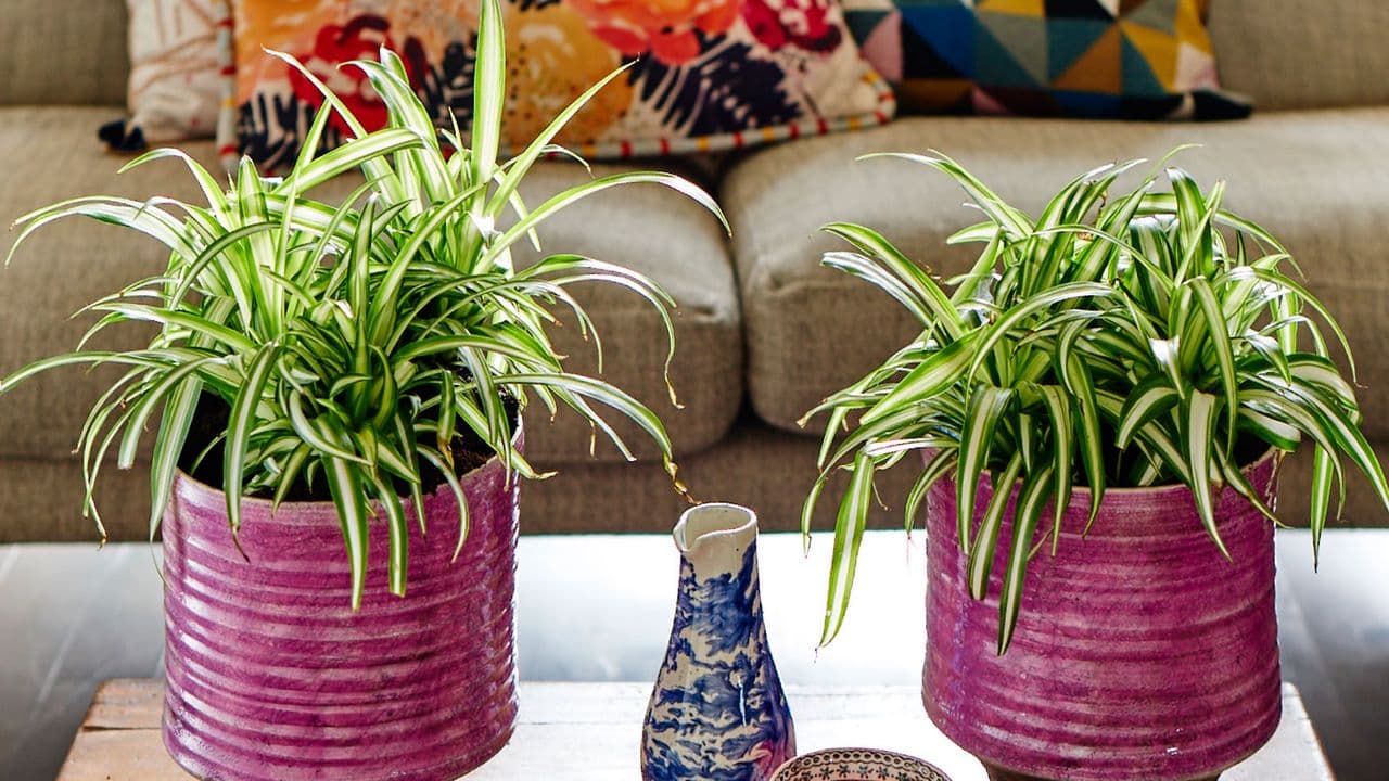 What to Do With a Spider Plant in June for Faster Growth, Greener Leaves, and More Spiderettes