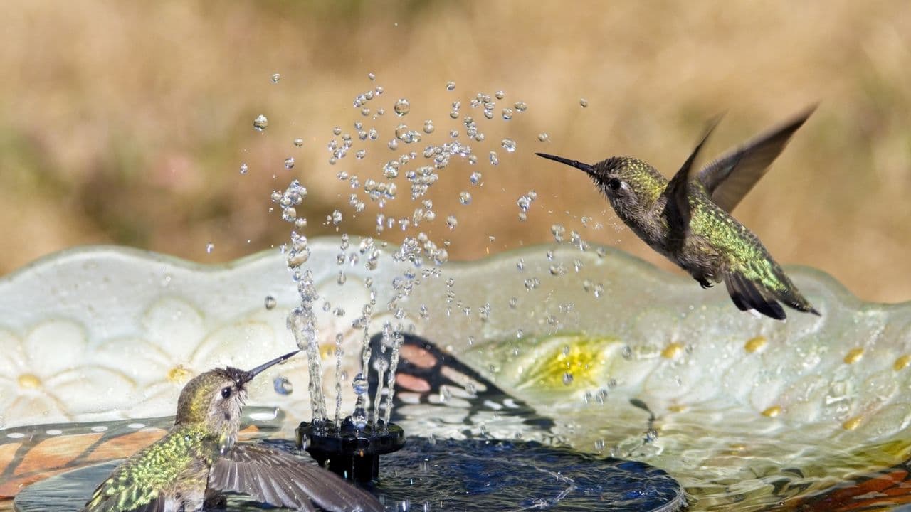 ALDI Just Dropped a $10 Solar Fountain That Will Attract Hummingbirds and Transform a Small Yard into a Tranquil Haven