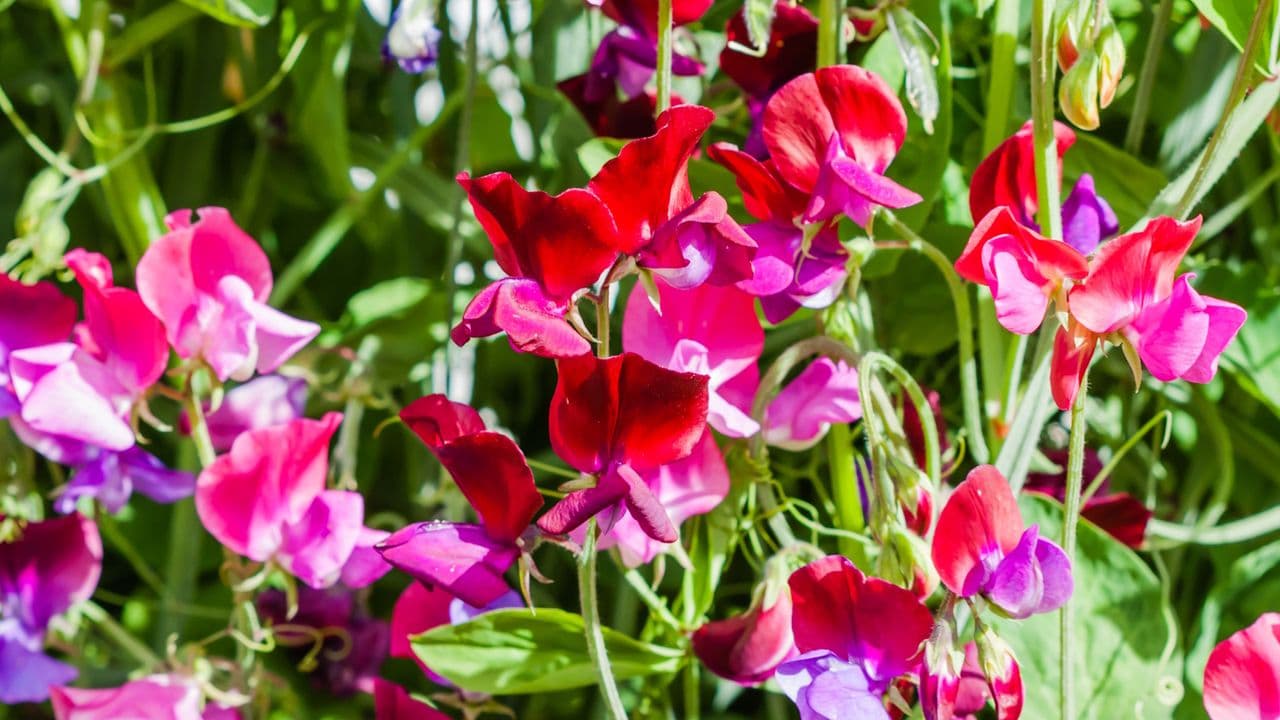 What to Do With Sweet Peas in June – For an Endless Supply of Fragrant Cut Flowers in Summer