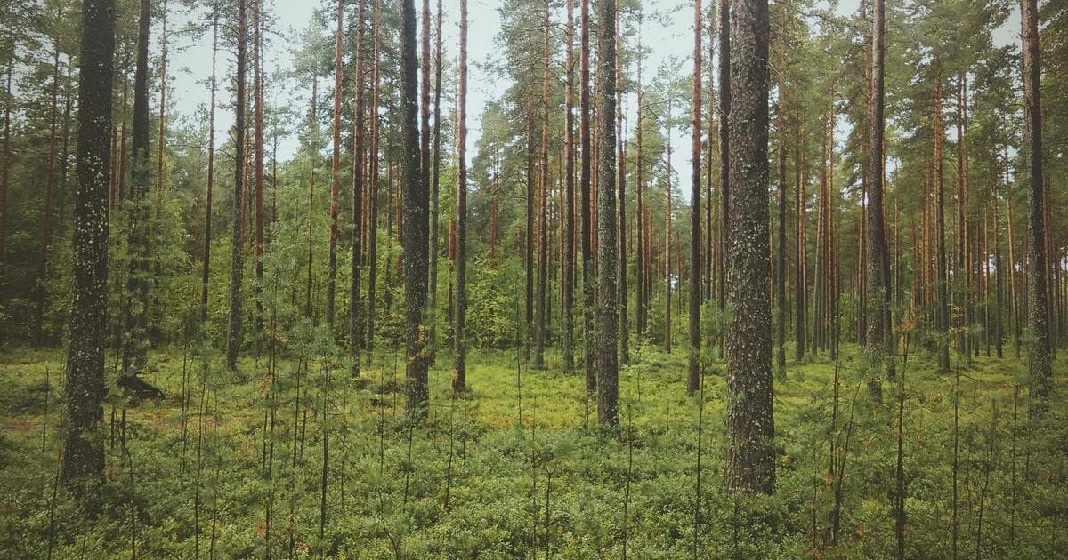What Is Jordan Klepper's NYQ? Inside the Viral New York Quiz Series