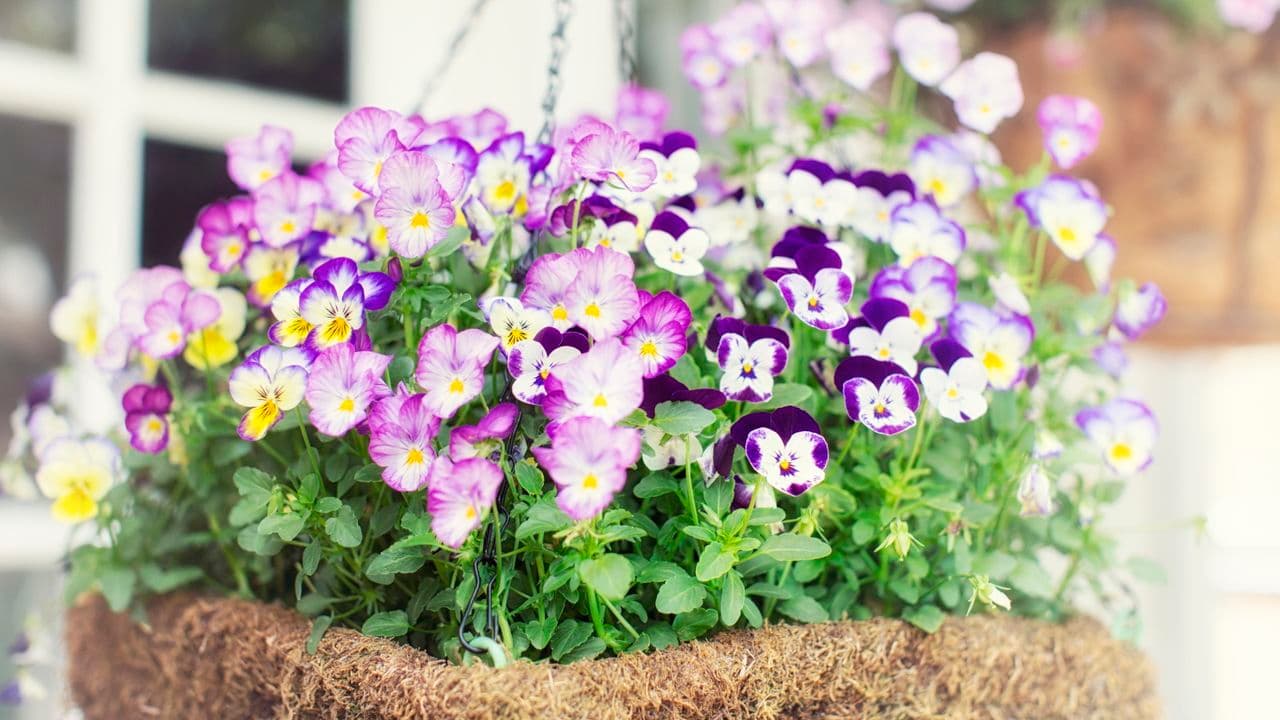 Make Your Hanging Baskets Burst With Blooms – and Stay Beautiful Longer – With This Simple Weekly Habit