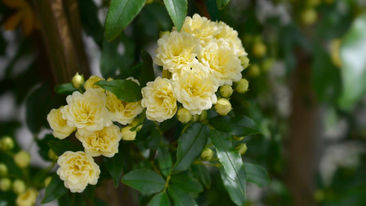 What Your Rambling Rose Needs in June for Bigger Clusters of Beautifully Scented Blooms Until Fall