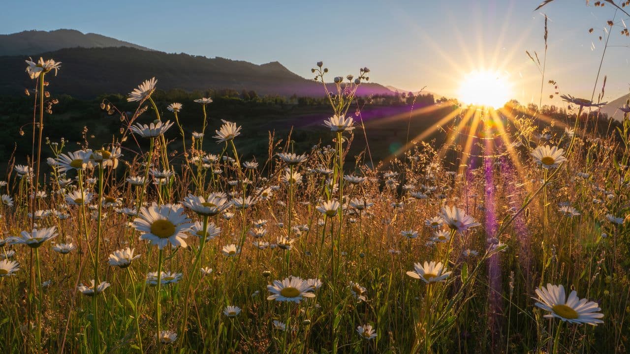 The Solstice Ritual That Turns A Simple Wildflower Walk Into A Sensory Garden Experience – and Helps You Reconnect With Nature