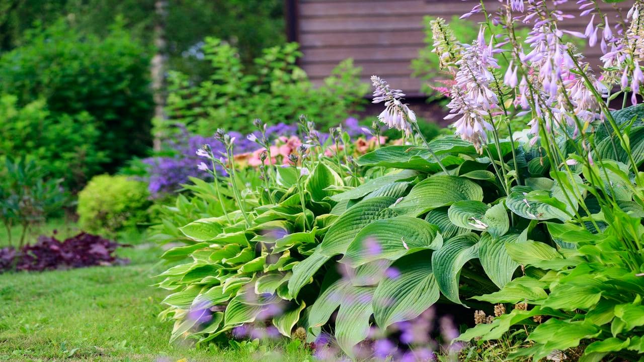 The 7 Best Plants to Stop Gardens From Looking Sparse in Early Summer – The June Gap Is Real