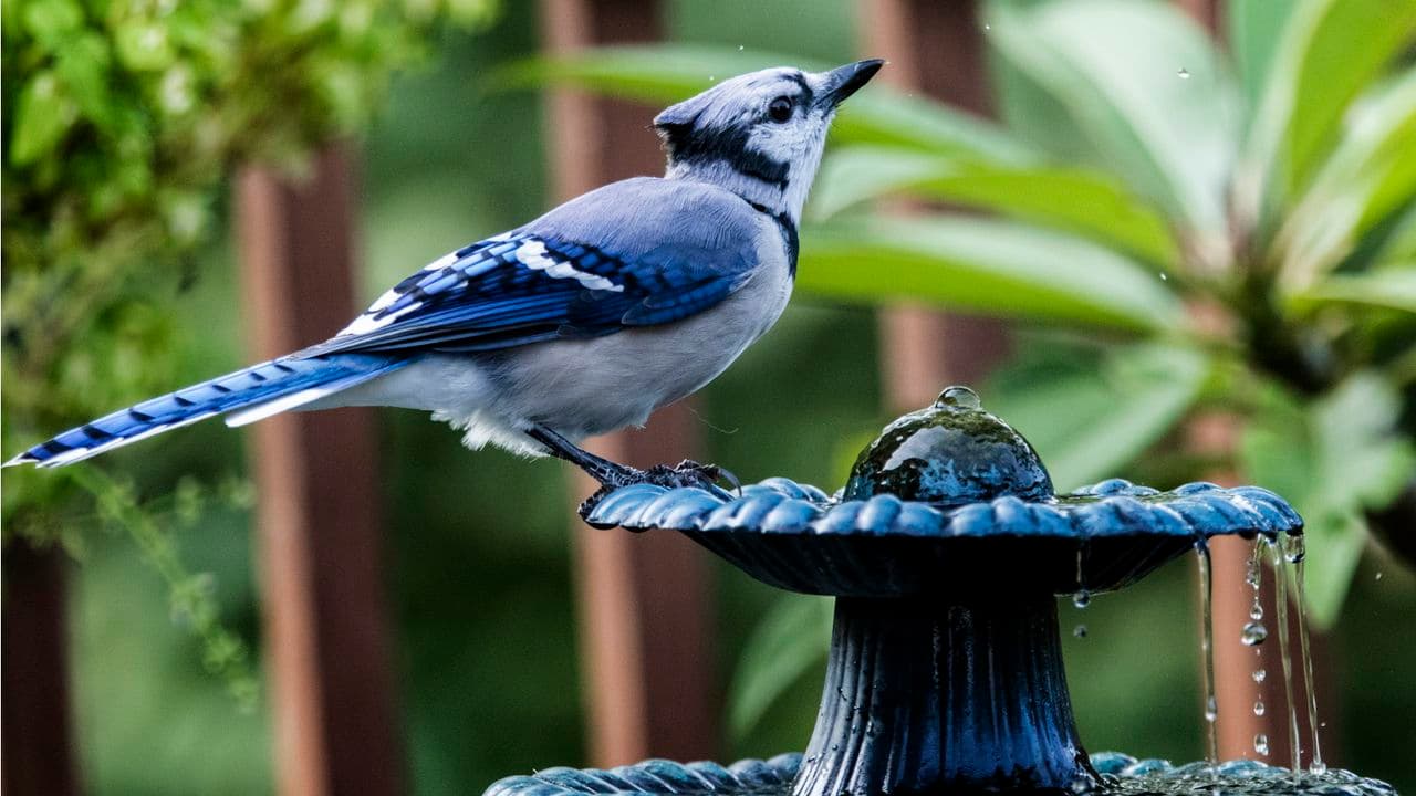 This 3-in-1 Solar Bird Bath Will Give My Small Patio a Charming, Instant Upgrade – It Even Has a Built-In Planter
