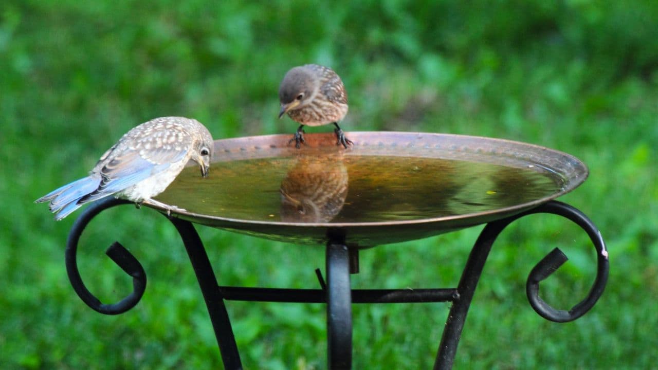 ALDI's $15 Pedestal Bird Bath Looks Far More Expensive Than It Is – and Birds Will Flock to It All Summer